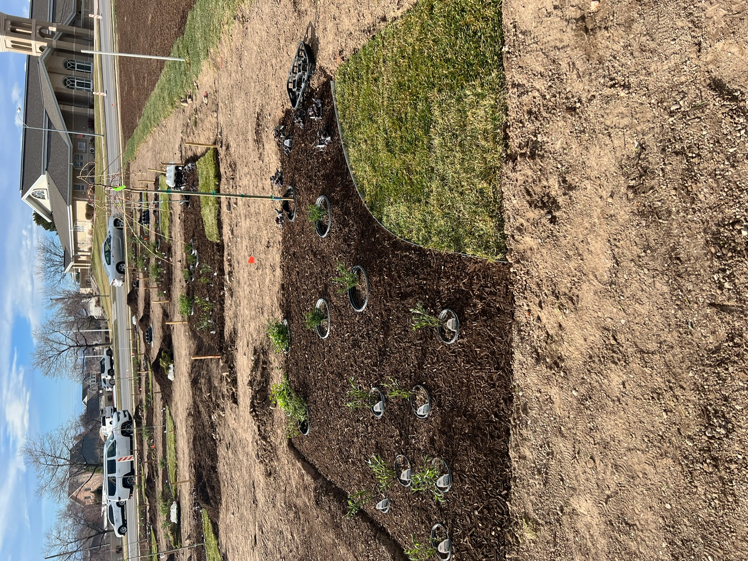 Landscape Plant Installation